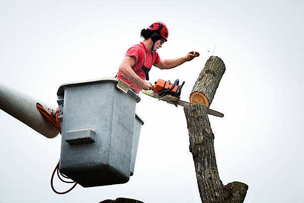 Best Tree Trimming and Pruning  in Temple, GA